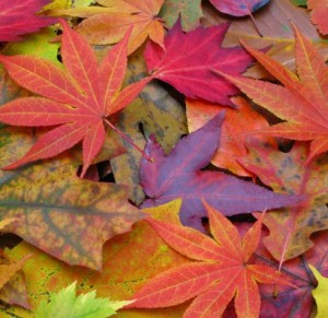 decoracion-halloween-hojas-secas