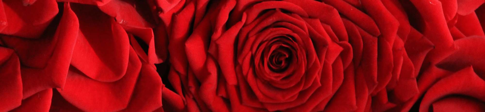 La rosa red naomi.